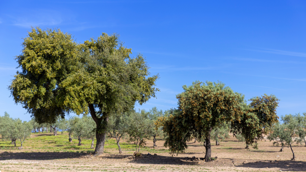 Casa rural en cáceres