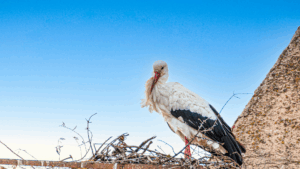 alojamiento rural en cáceres